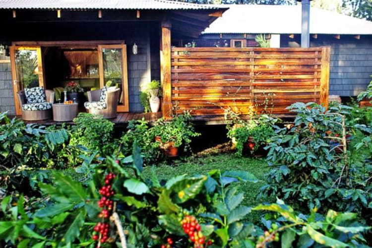 Coffee gardens